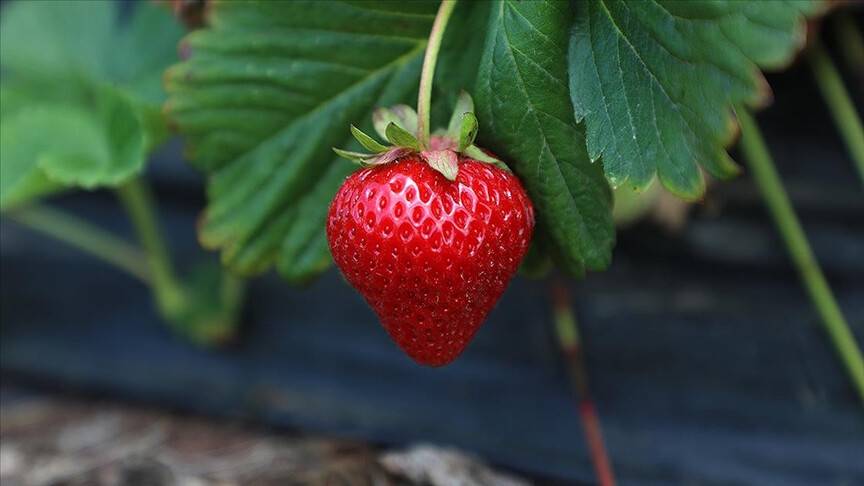 Sakarya'da bu yıl belediye tesisindeki üretimi 30 tona yükseldi