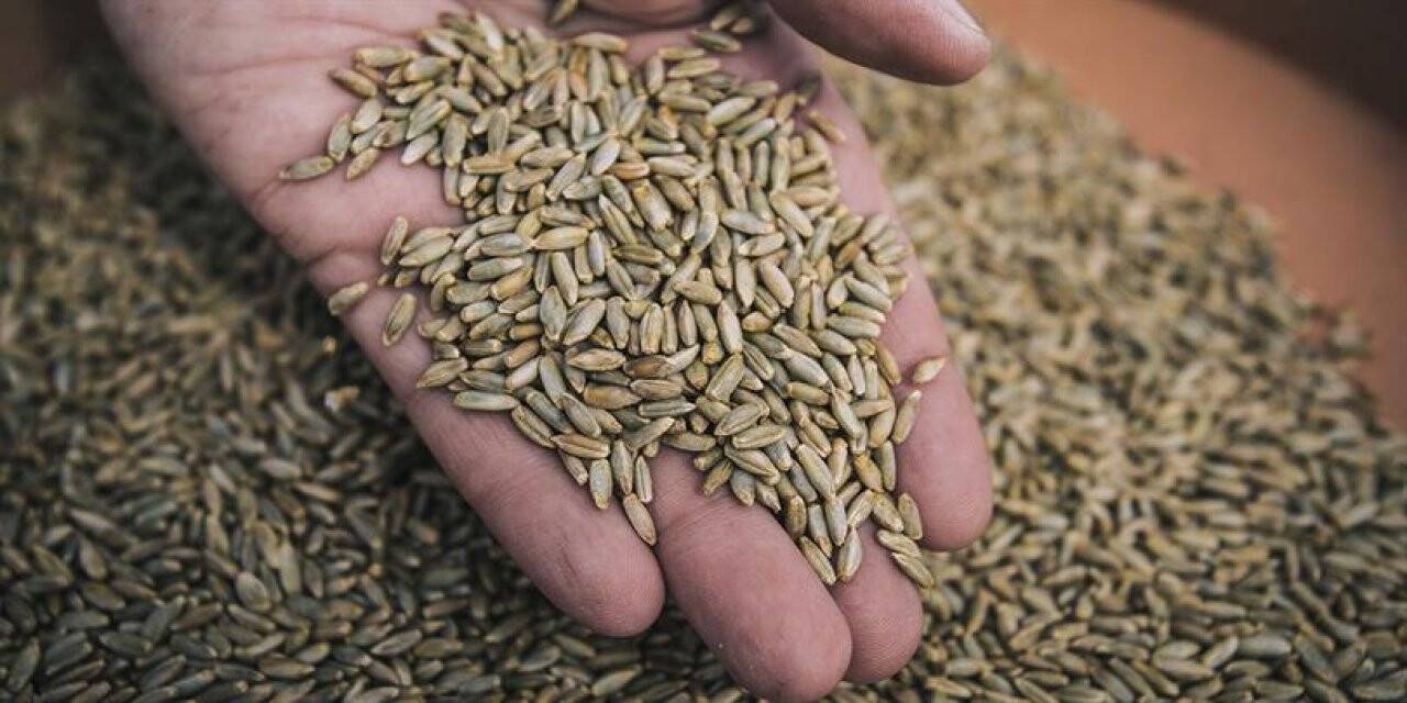 Bahri Dağdaş'tan kuraklığa dayanıklı çavdar