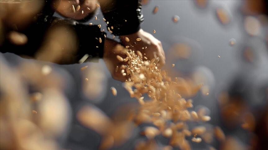 Türkiye'den tam 132 ülkeye tohum ihracatı