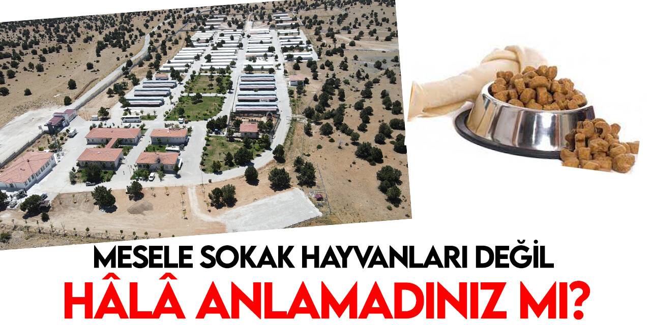 Türkiye’nin en modern hayvan barınağı Konya’da