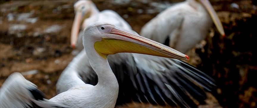 Peru'da o hastalık nedeniyle 13 bin pelikan öldü