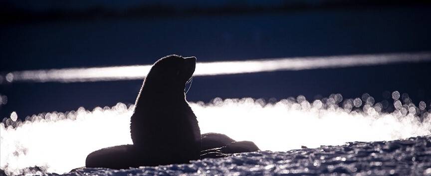 Binlerce fok ölü bulundu