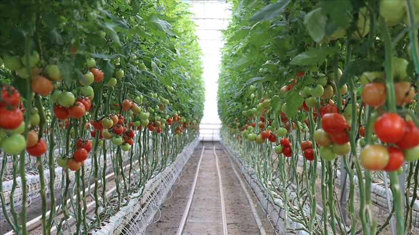 Jeotermal enerjiyle ısıtılan serada yılın her ayı domates üretiliyor