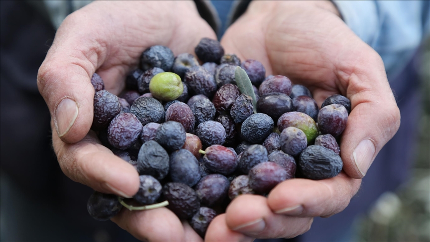 Lezzet ödüllü "Butko zeytini"nin hasadı devam ediyor