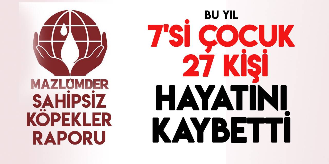MAZLUMDER'den "sahipsiz başıboş köpeklerle" ilgili dikkat çeken rapor