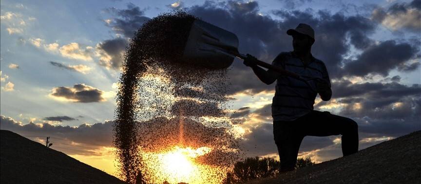Hububat sektörü ihracatı 10 milyar doları aştı