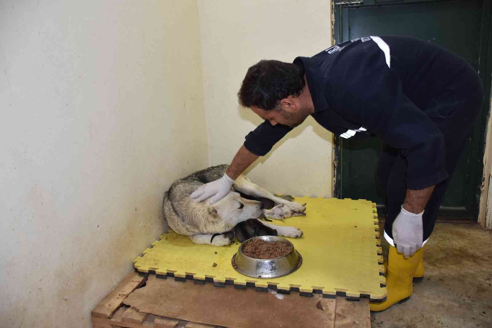 Belediye çalışanlarının dikkati köpekleri kurtardı