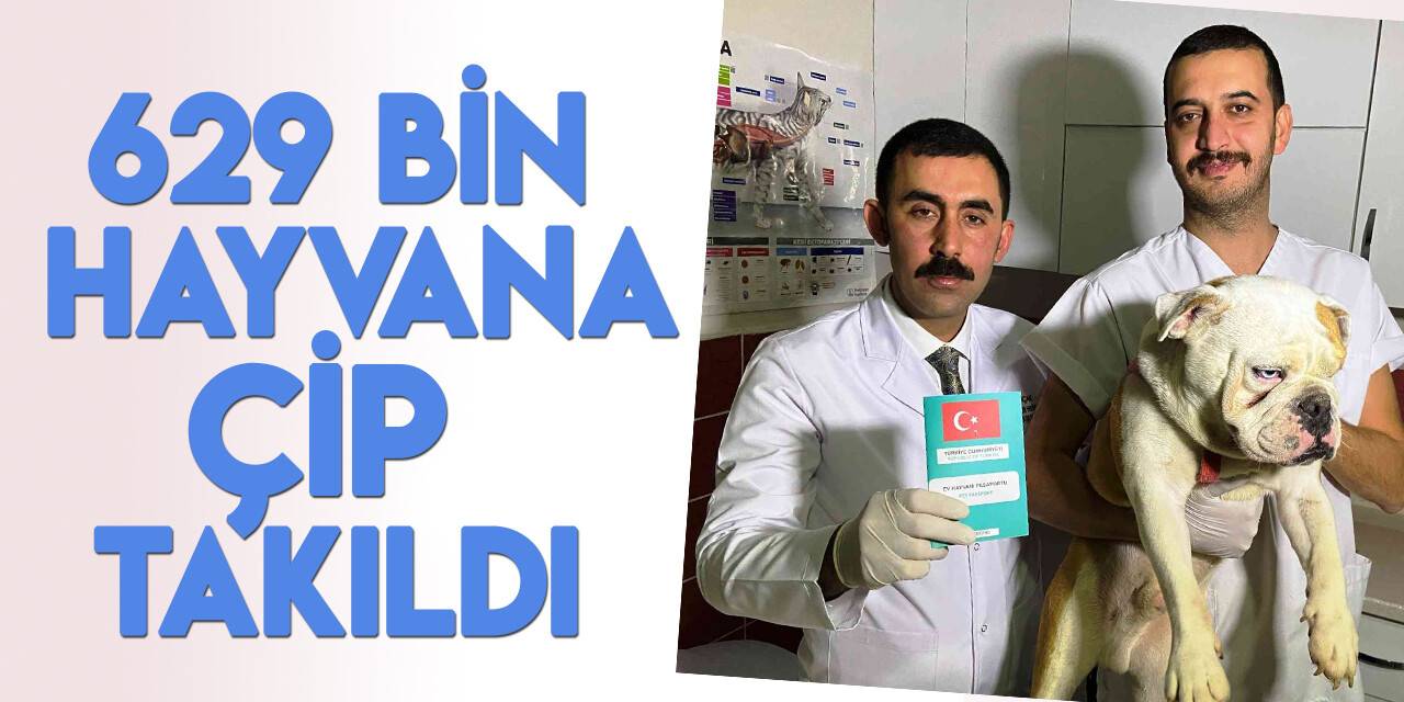 Türkiye’de 629 bin 165 sahipli hayvana çip takıldı