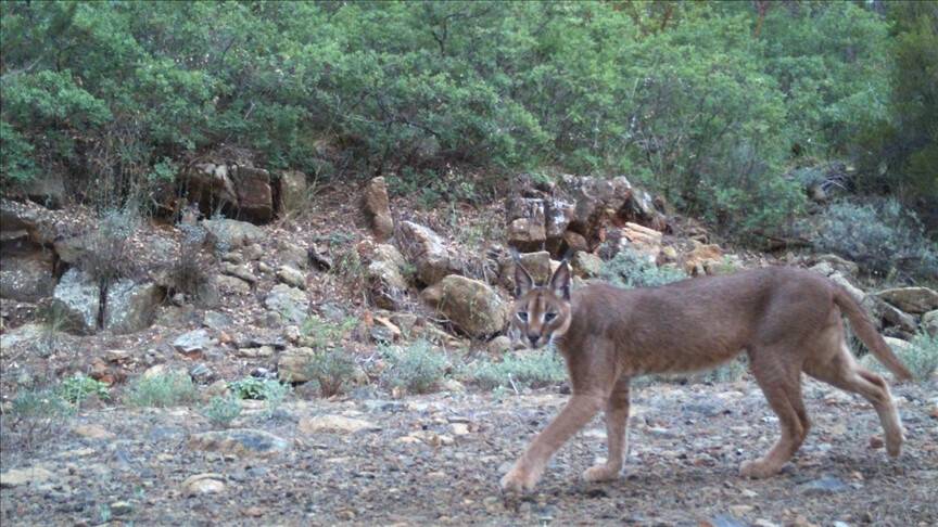 Orman yangınları karakulakların yaşam alanları daralttı