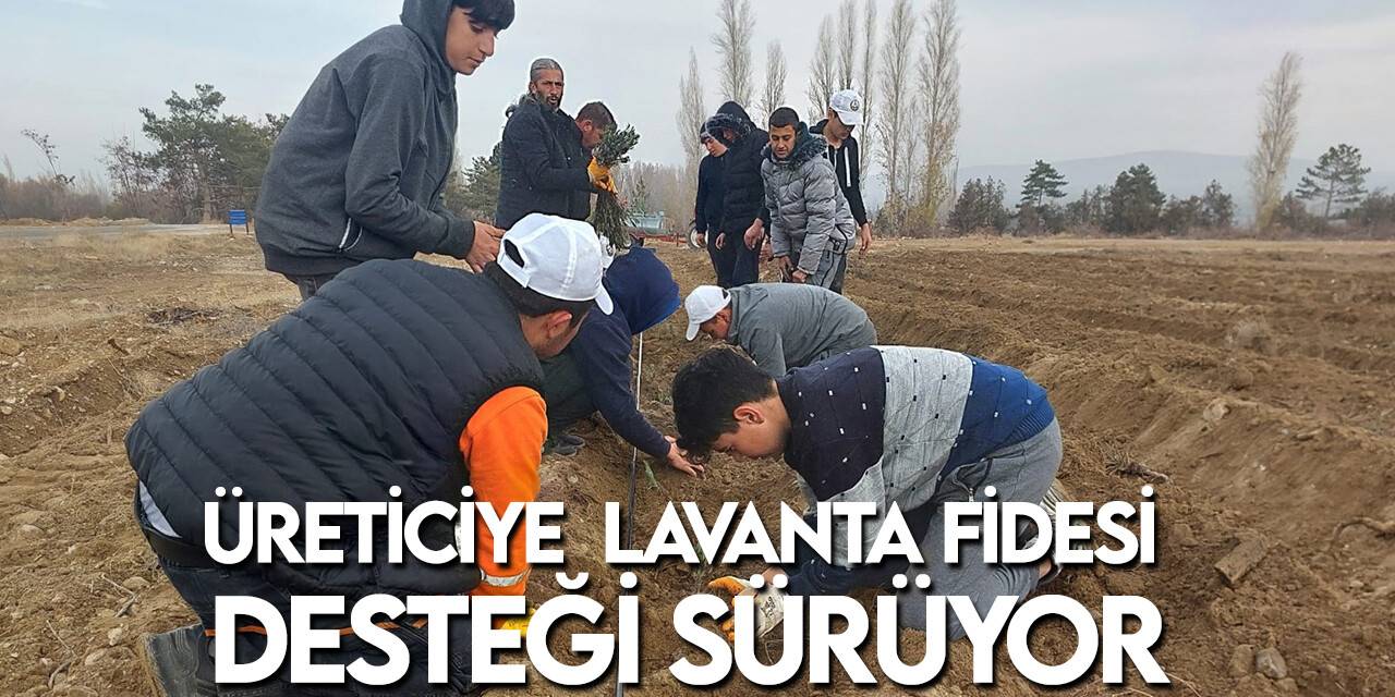 Konya Büyükşehir’in üreticiye lavanta fidesi desteği sürüyor