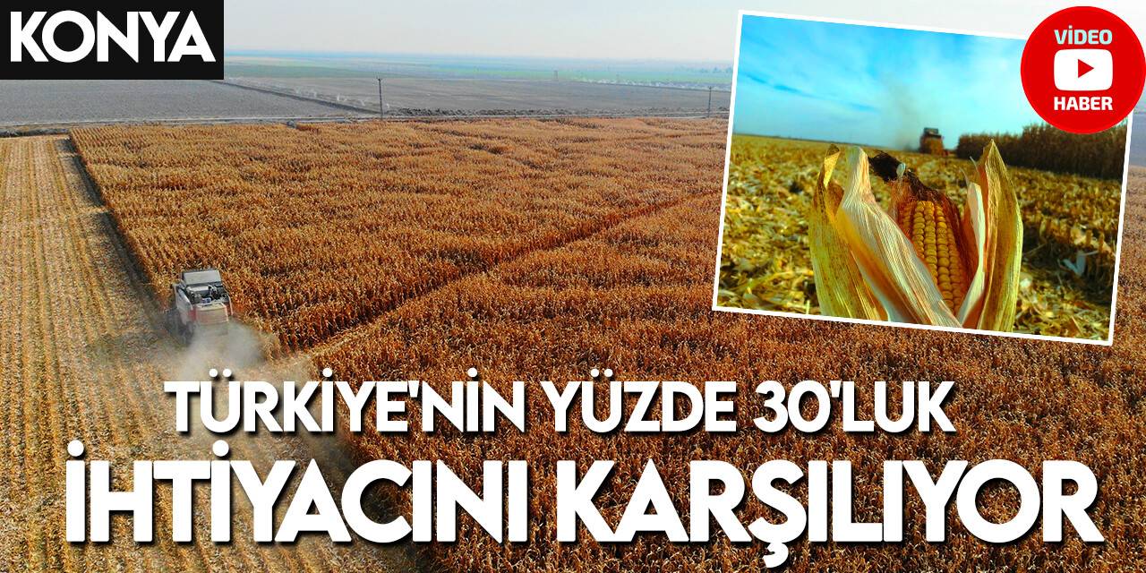 Türkiye’de mısır üretiminin yüzde 30’u Konya Ovası’ndan