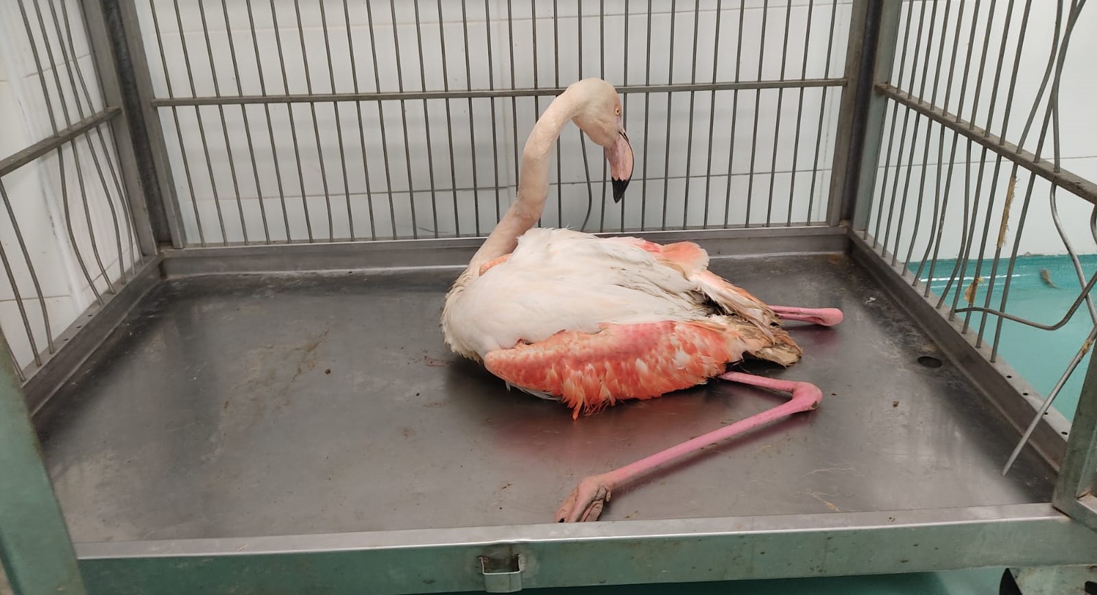 Suğla Gölü kıyısındaki yaralı flamingo tedaviye alındı