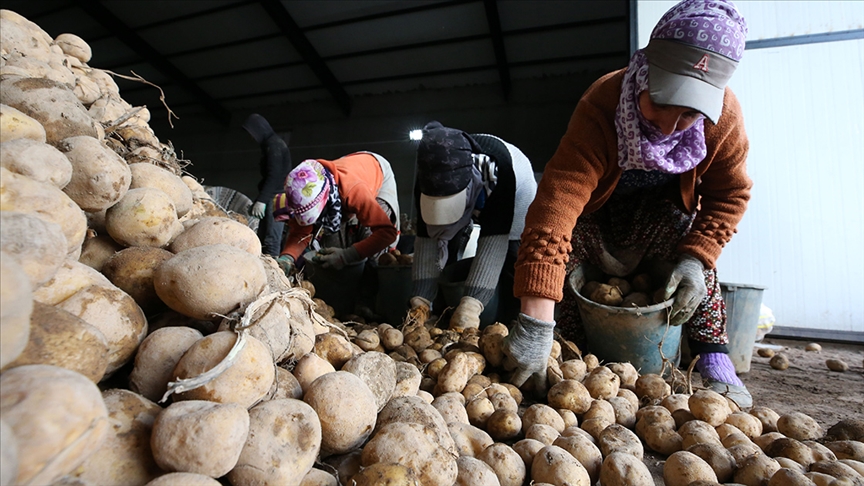 Doğu Anadolu'nun patates havzasından ekonomiye dev katkı