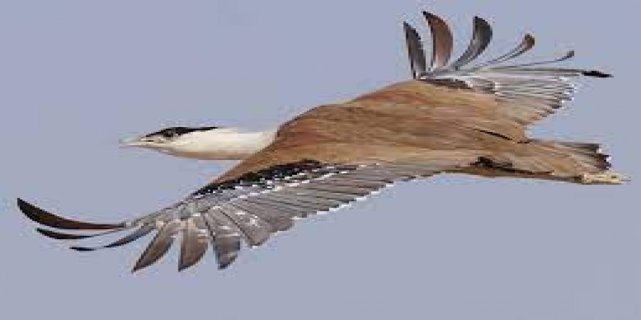 Dünyanın uçabilen en büyük kuşu Türkiye'de görüntülendi