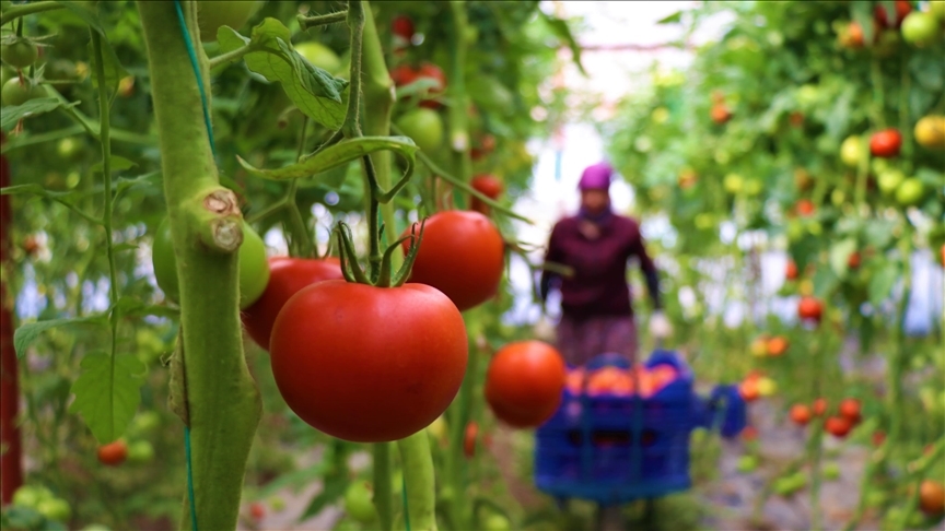 Ankara'da bu sene en çok domates ve karpuz tüketildi
