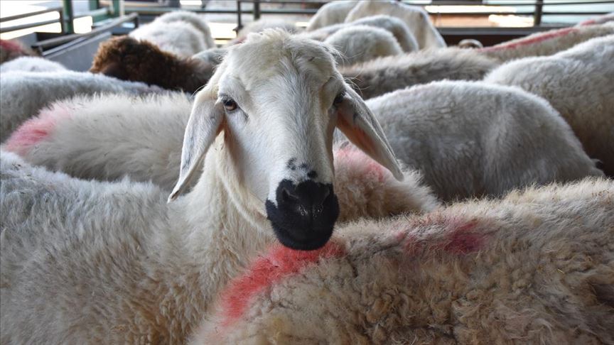 Konya'da 25 gebe koyun telef oldu