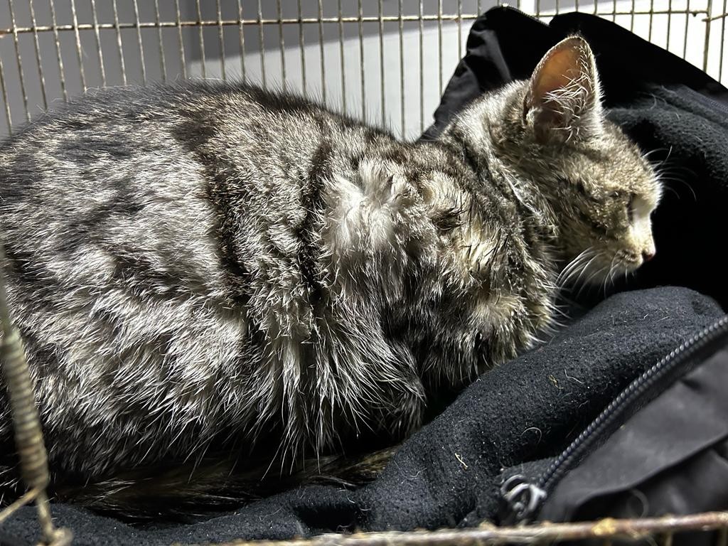 Akşehir Belediyesi, hasta kediyi iyileştirdi