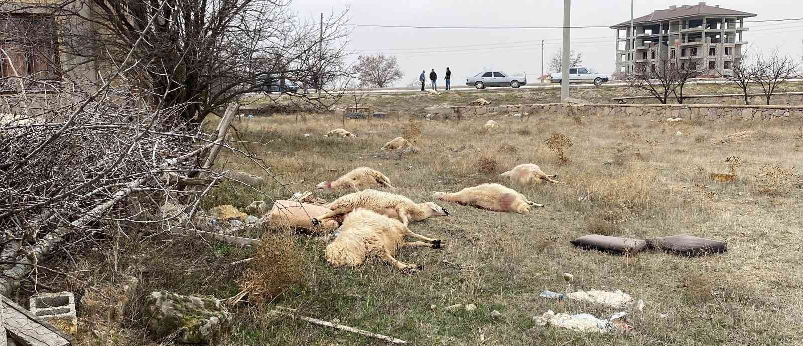 Kulu'da otlayan 50’dan fazla koyun telef oldu