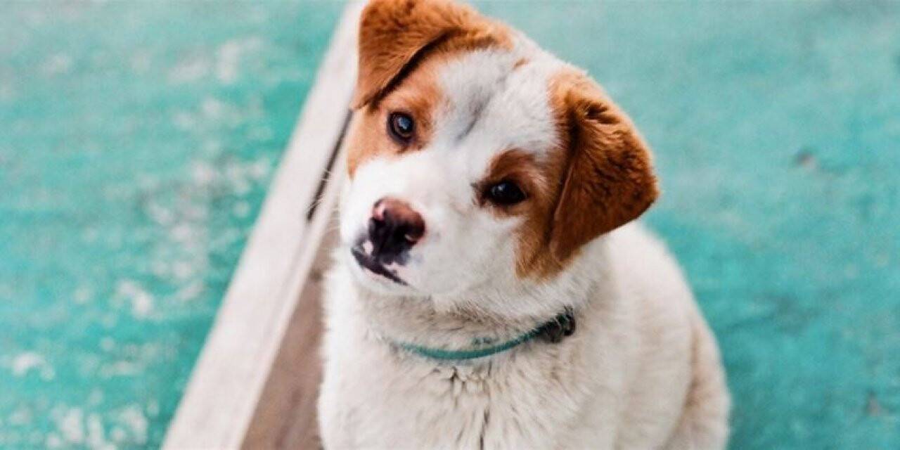 950 bin 813 ev hayvanı kayıt altına alındı