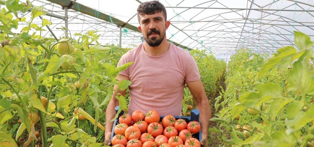 Şehir hayatını bıraktı, köyünde sera kurdu