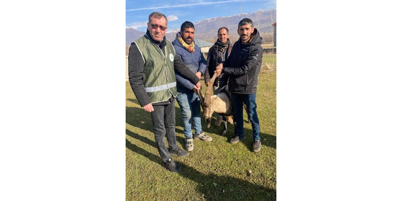 Muş’ta yırtıcı hayvan saldırısına uğrayan yaban keçisi tedavi altında alındı