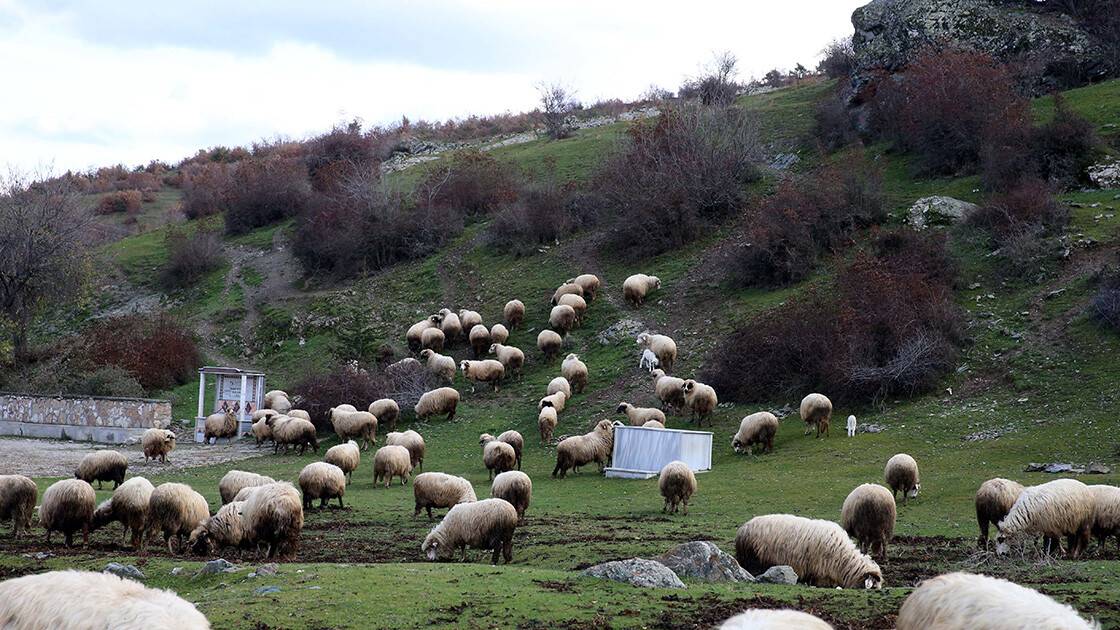 Tokat'tan Türkiye'ye yayılan projeyle kentteki hayvan varlığı ikiye katlandı