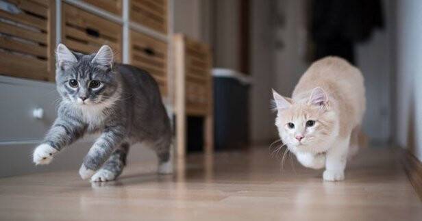 Kediler nasıl beslenmeli