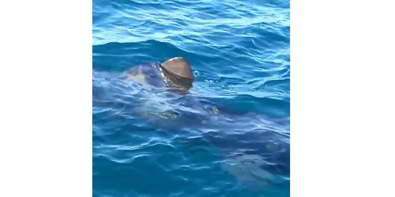 Balıkesir'de köpekbalığı paniği