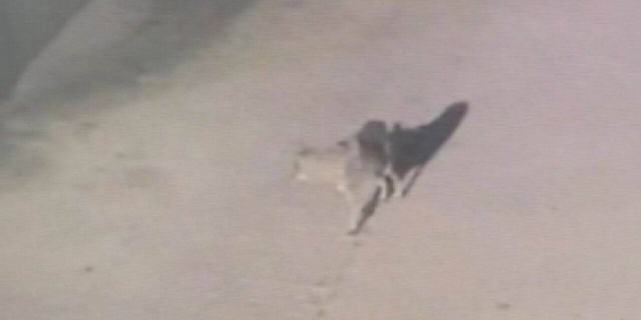 Konya'da aç kalan kurt şehir merkezine indi