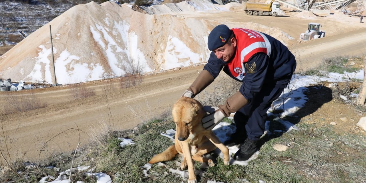 Karaman’da ayağı kırık köpek koruma altına alındı