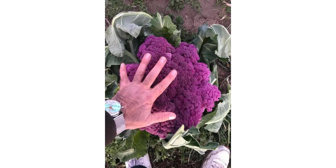 Tamircinin yetiştirdiği renkli karnıbaharalara talep yoğun