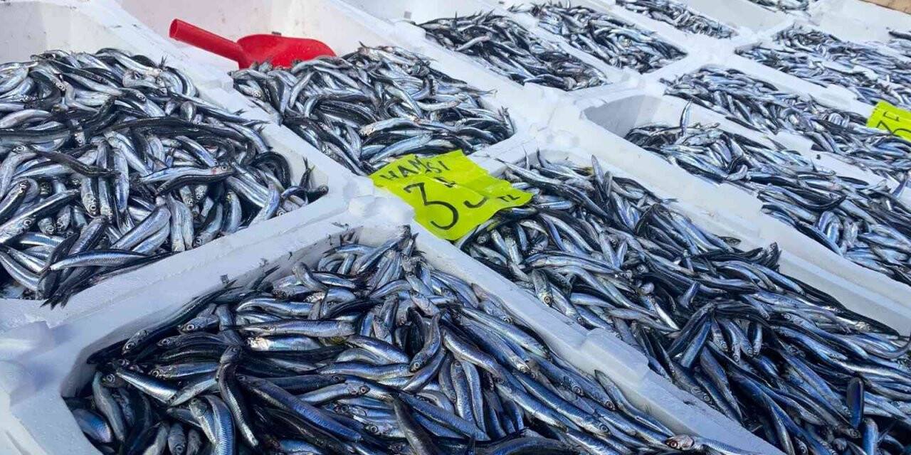 Zonguldak’ta hamsi bereketi