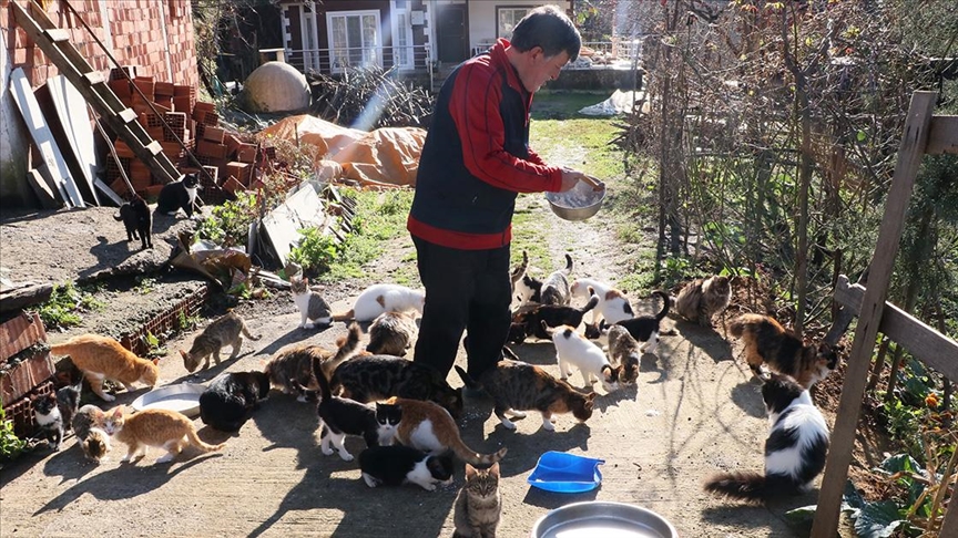 Sahiplendiği 50'den fazla kedi için köyünden ayrılmıyor