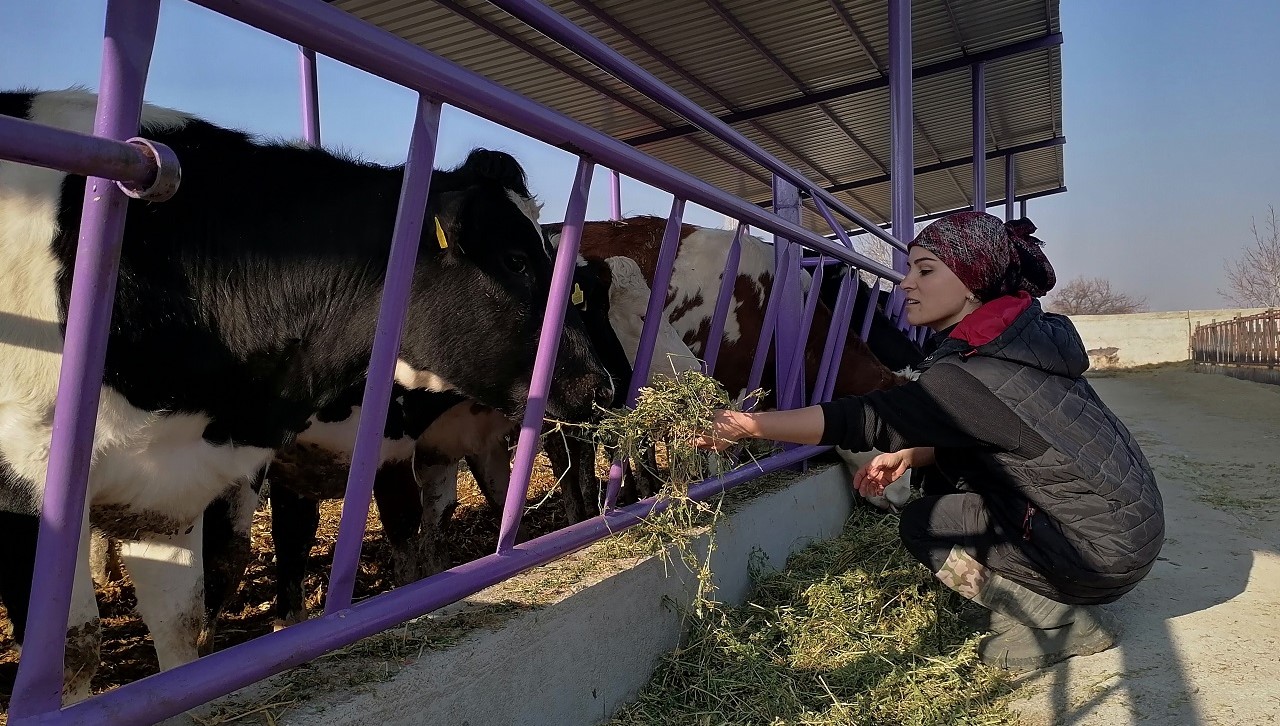 Konya'da kadın girişimci günlük 1 ton süt üretiyor