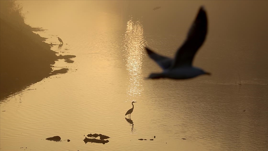 Göçmen kuşlar Meriç ve Tunca nehrinde mola veriyor