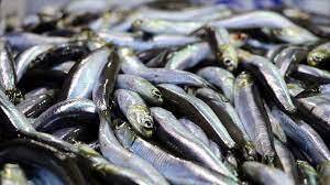 Balıkçılar, hamsi de umduğunu bulamıyor