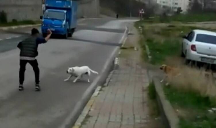 10 yaşındaki çocuğa sokak köpekleri saldırdı