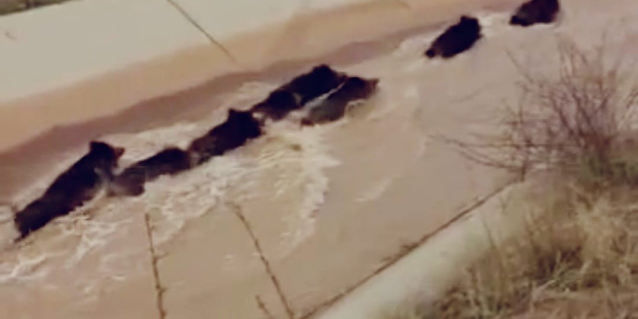 Diyarbakır’da domuz sürüsünün su kanalına girdiği an kameralara yansıdı