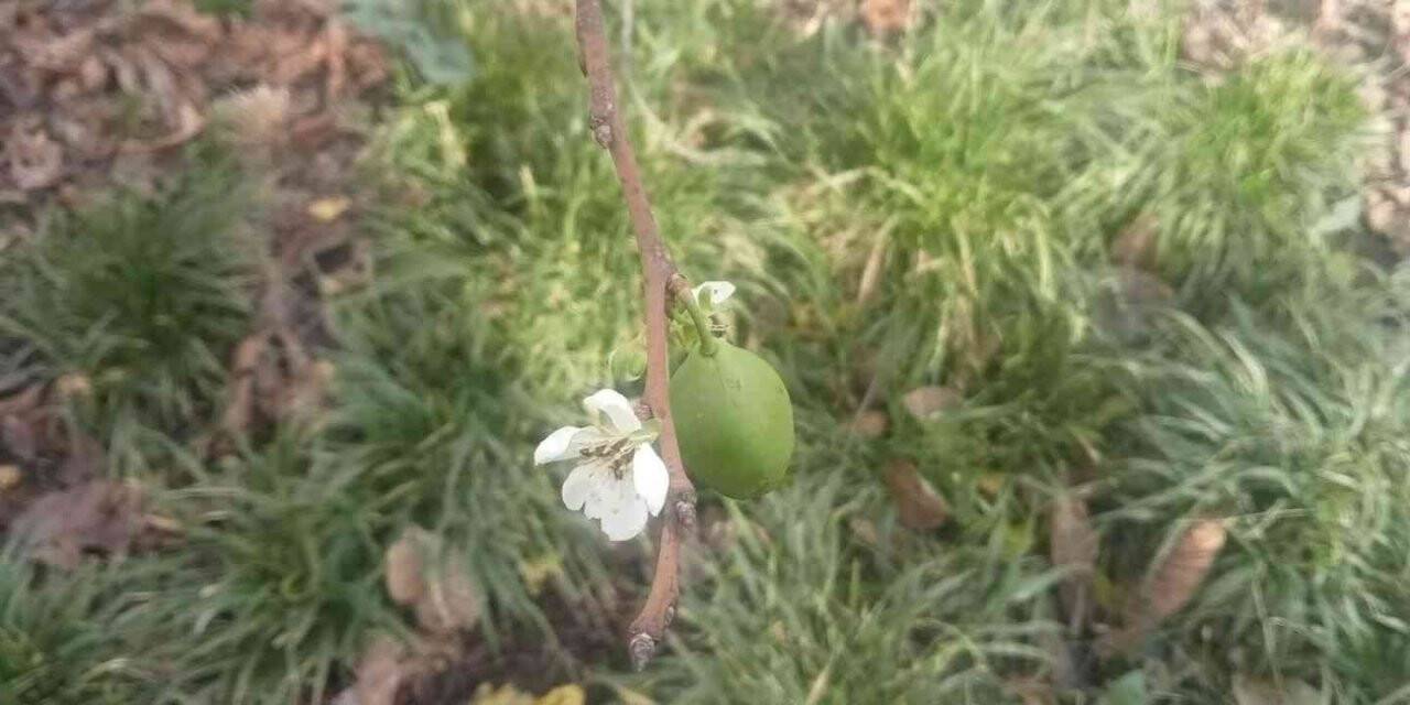 Erik ağaçları Ocak ayında çiçek açtı