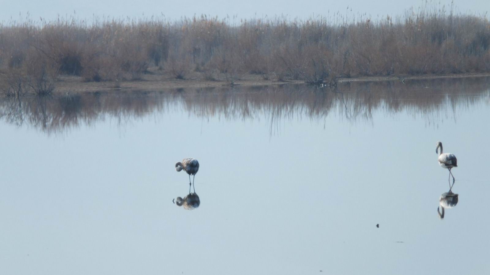 Beyşehir Gölü’nde su kuşu sayımı tamamlandı