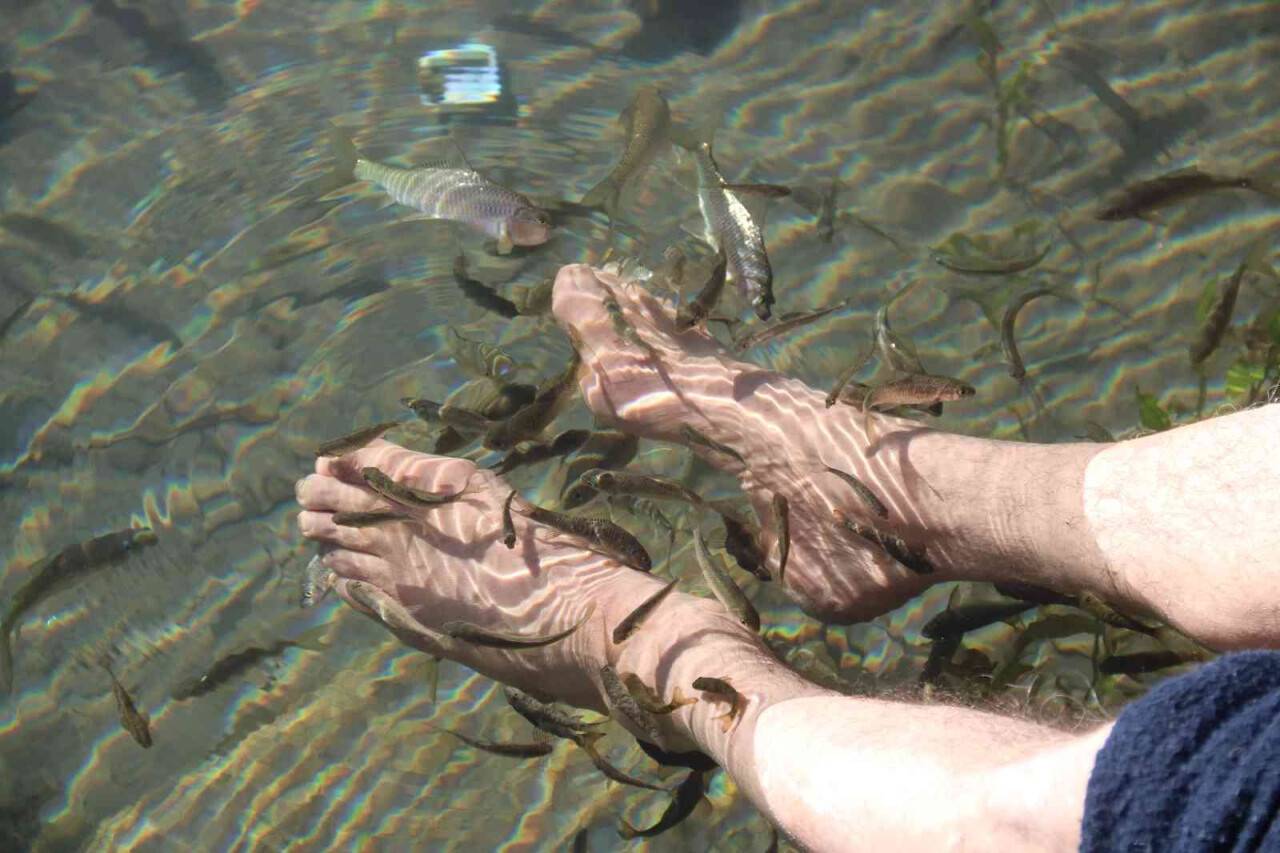 Doktor balıklar yok olma tehdidi altında