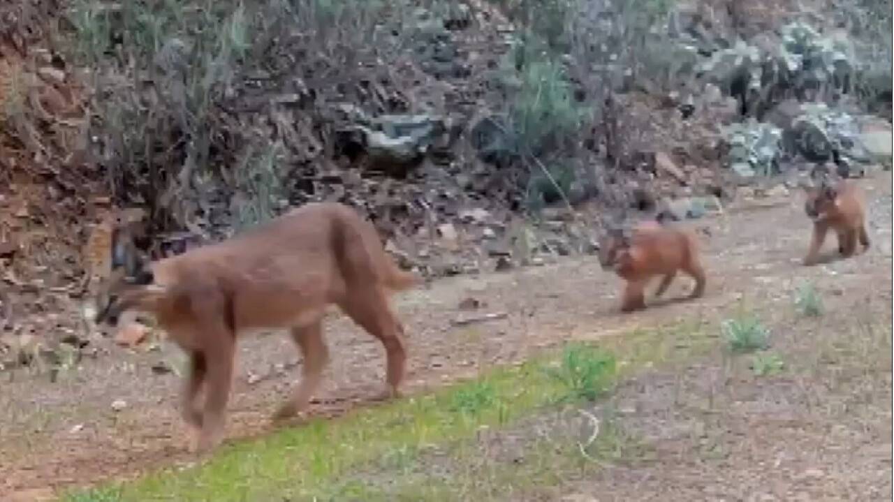 Nesli tükenmekte olan karakulaklar görüntülendi