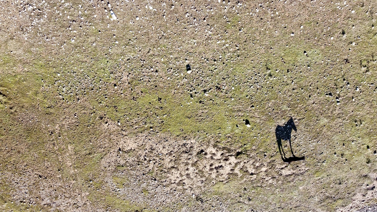 Toroslar'ın yılkı atları görüntülendi