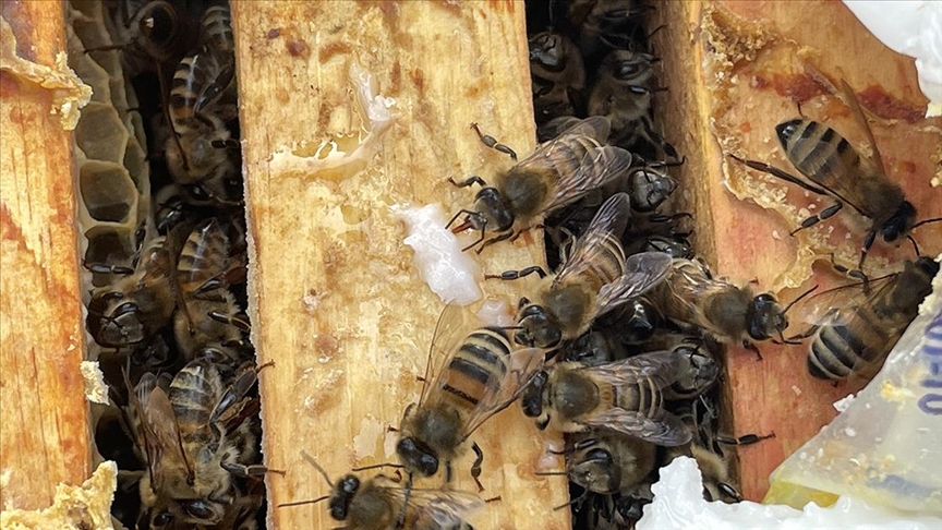Arı ölümlerini önlemek amacıyla yetiştiricilere takviye yem çağrısı