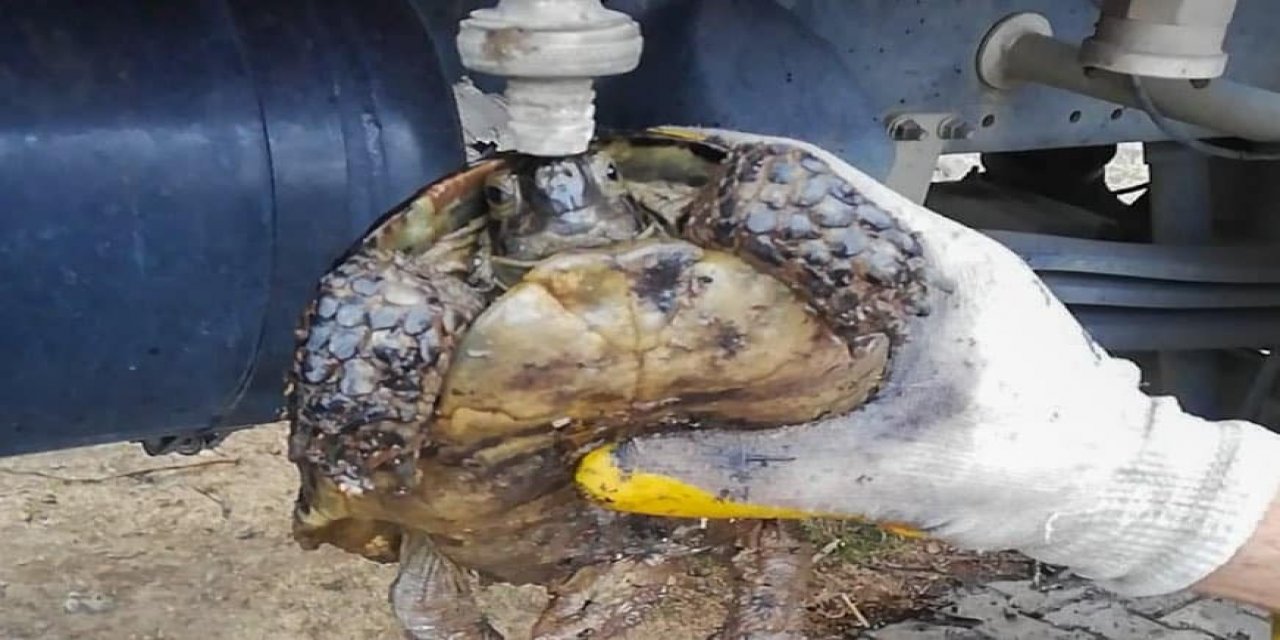 Alevlerin arasında kalan kaplumbağa kurtarıldı