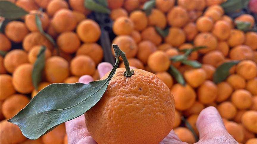 O meyve  5 yıldır turunçgil ihracatının şampiyonu