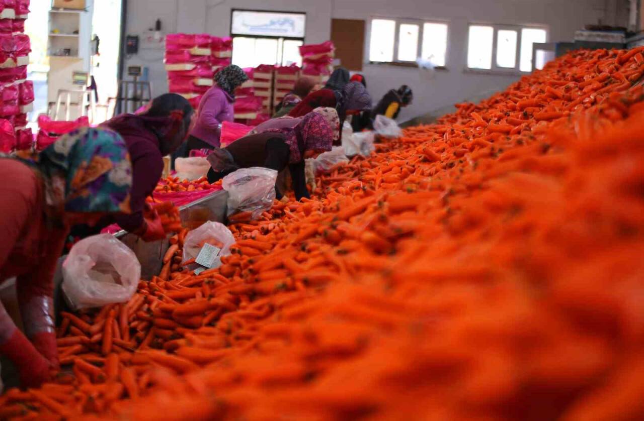 Havuç diyarı Konya'da elle söküm başladı!