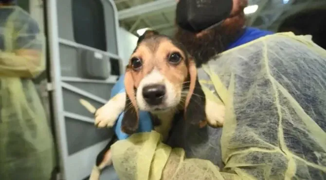 ABD polisi bu kez köpek öldürdü