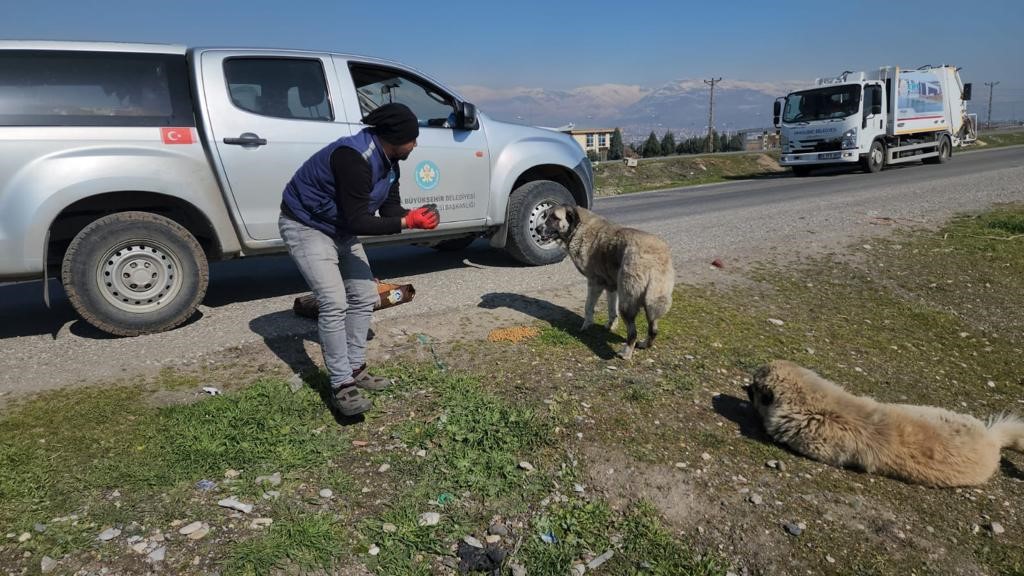 Deprem bölgesinde sokak hayvanları da unutulmadı