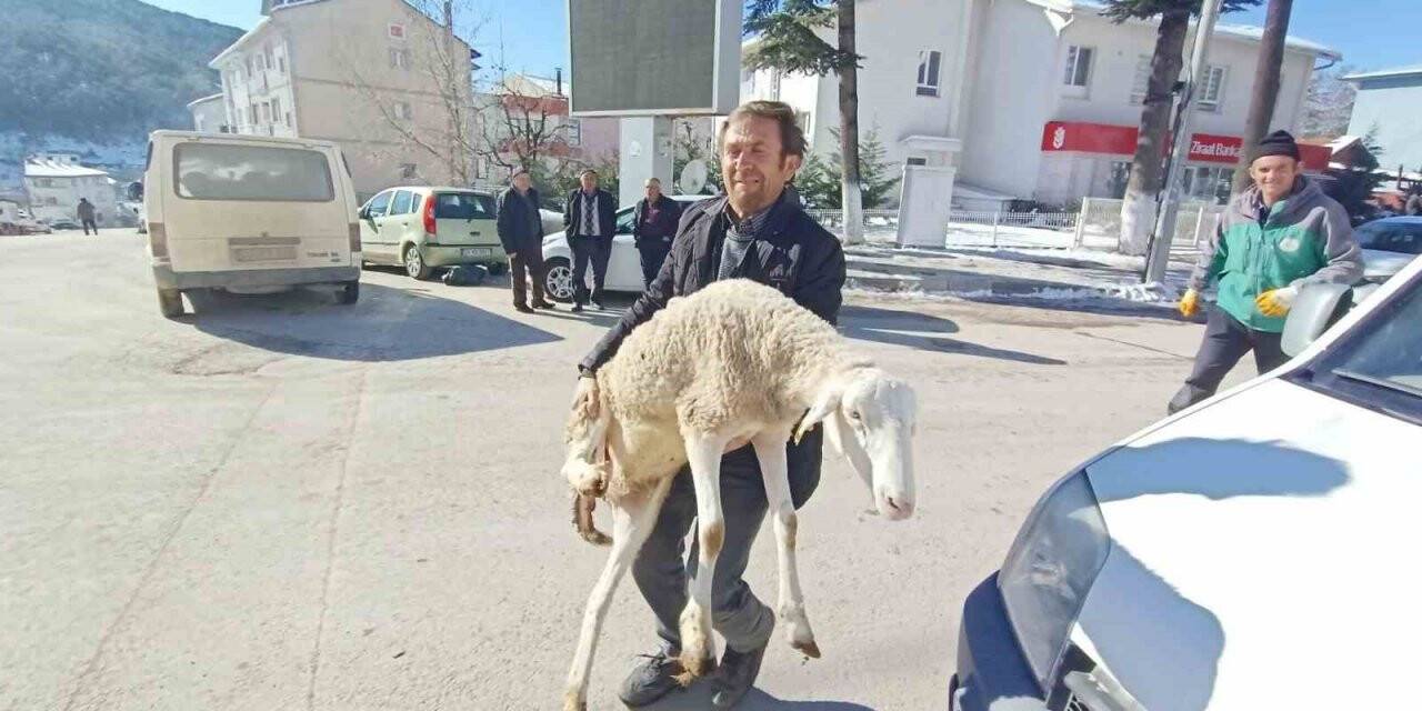 Çobanlar deprem bölgesine 40 koyun bağışladı
